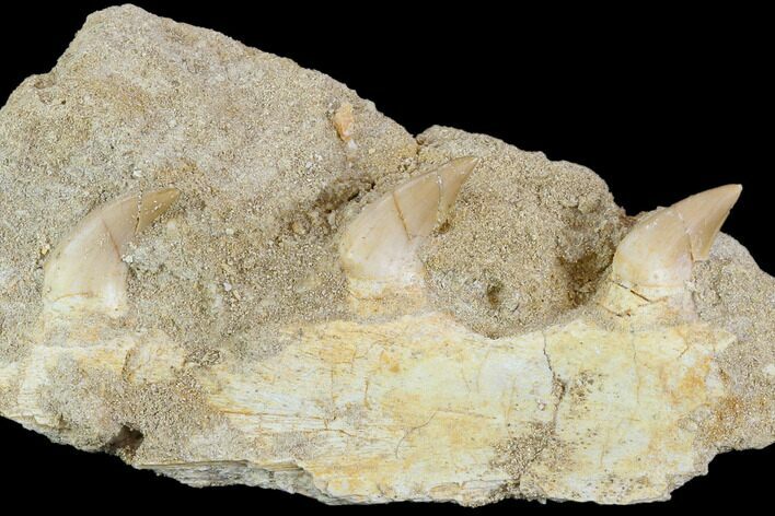 Fossil Mosasaur Jaw Section With Three Teeth In Rock - Morocco #117027